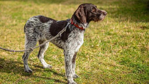 German wirehaired 2024 pointer pointing